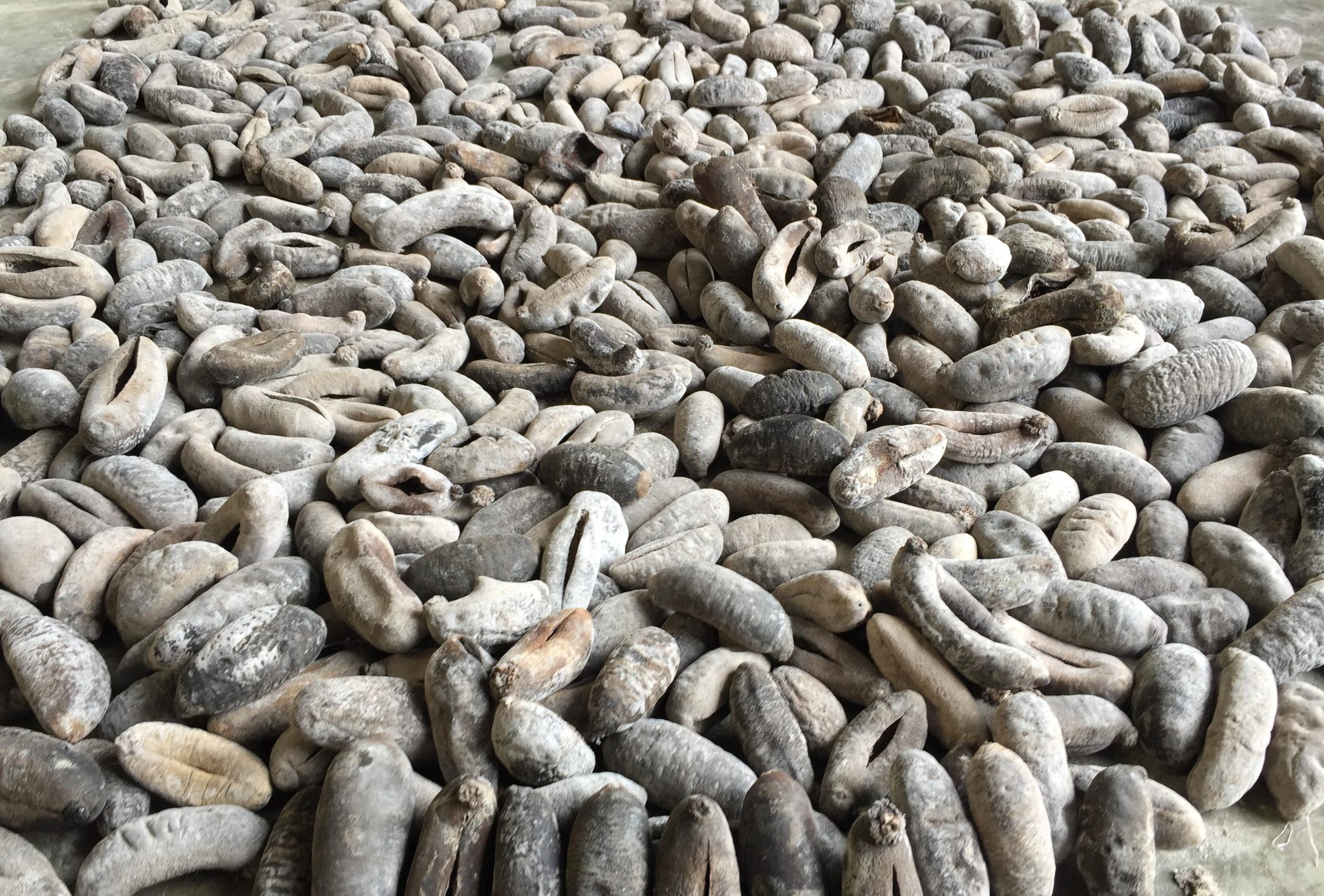 Sea Cucumber Category